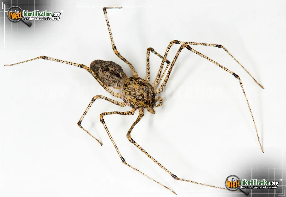 Spitting Spider - photo 7