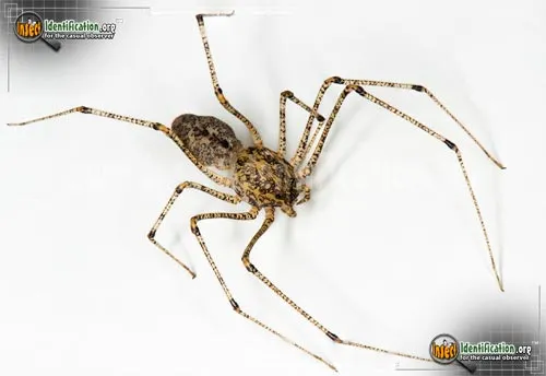 Spitting Spider - photo 8