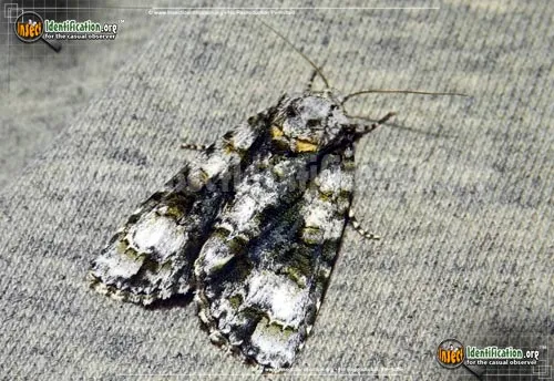 Splendid Dagger Moth - photo 2