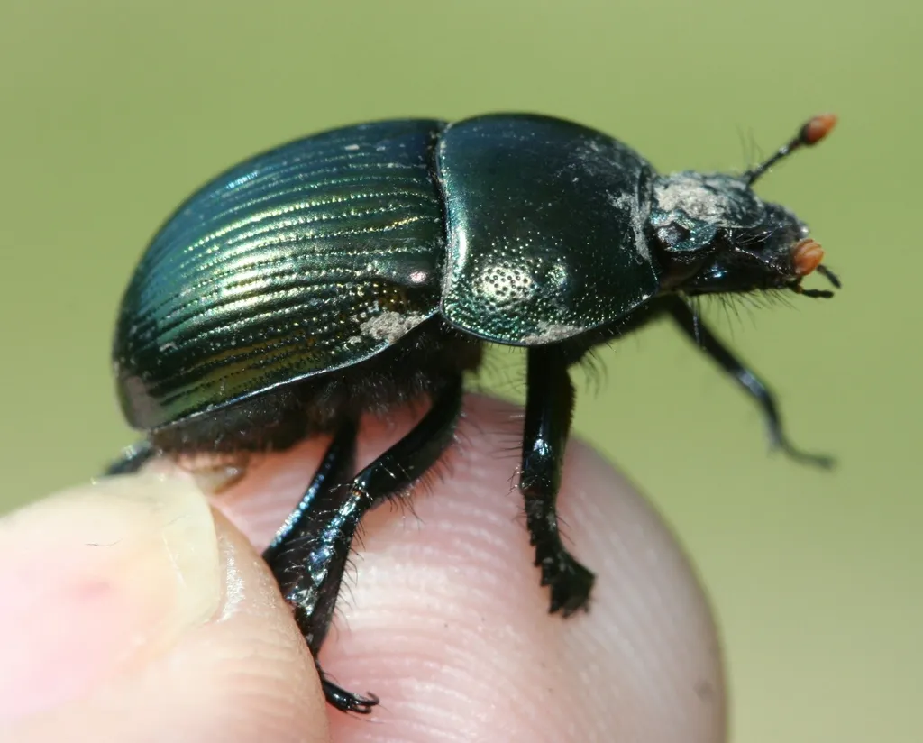 Splendid Earth Boring Beetle - photo 2