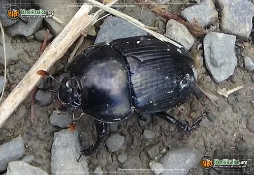 Splendid Earth Boring Beetle - photo 4