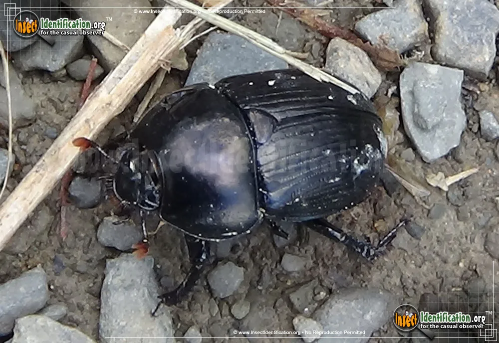 Splendid Earth Boring Beetle - photo 5