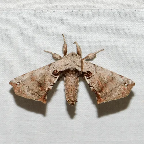 Spotted Apatelodes