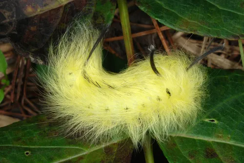 Spotted Apatelodes - photo 4