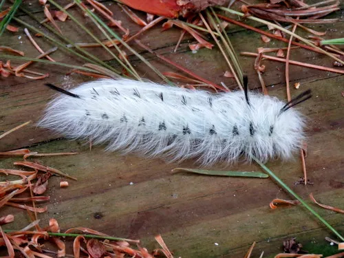 Spotted Apatelodes - photo 6