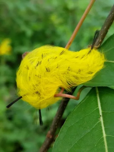 Spotted Apatelodes - photo 8