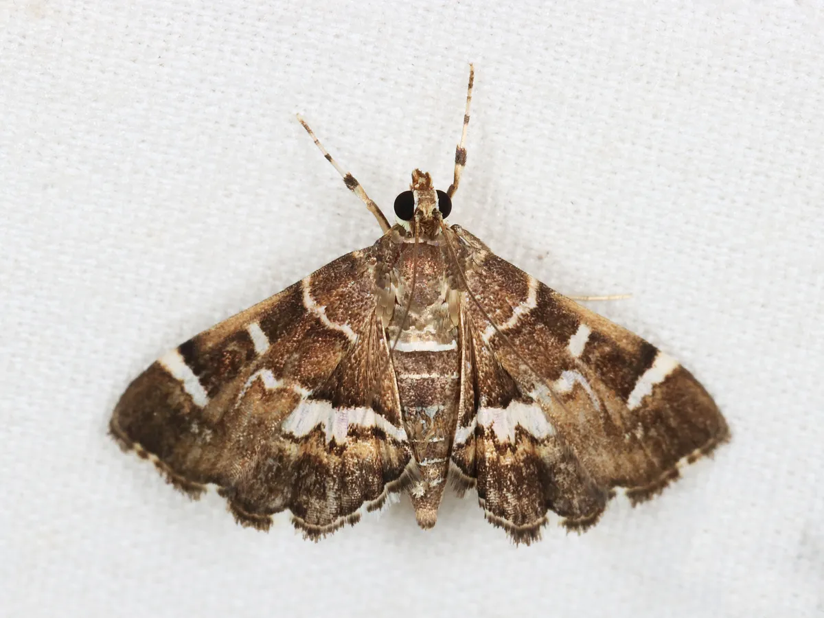 Spotted Beet Webworm Moth - photo 3