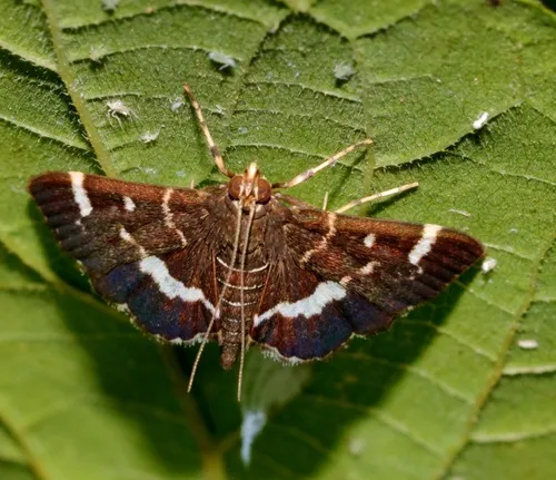 Spotted Beet Webworm Moth - photo 4
