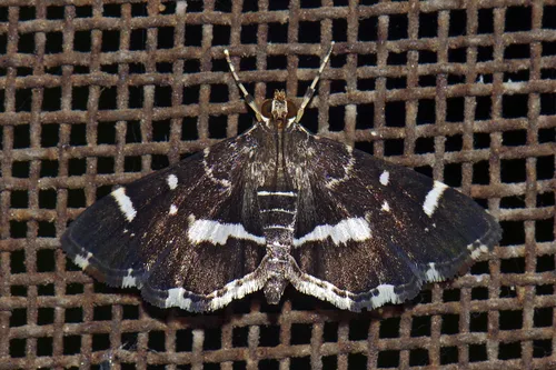 Spotted Beet Webworm Moth - photo 5