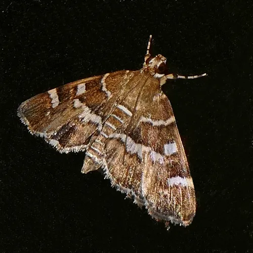 Spotted Beet Webworm Moth - photo 6