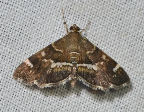 Spotted Beet Webworm Moth - photo 7