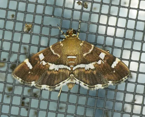 Spotted Beet Webworm Moth - photo 8