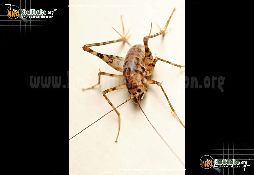 Spotted Camel Cricket