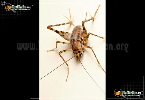Spotted Camel Cricket - photo 2