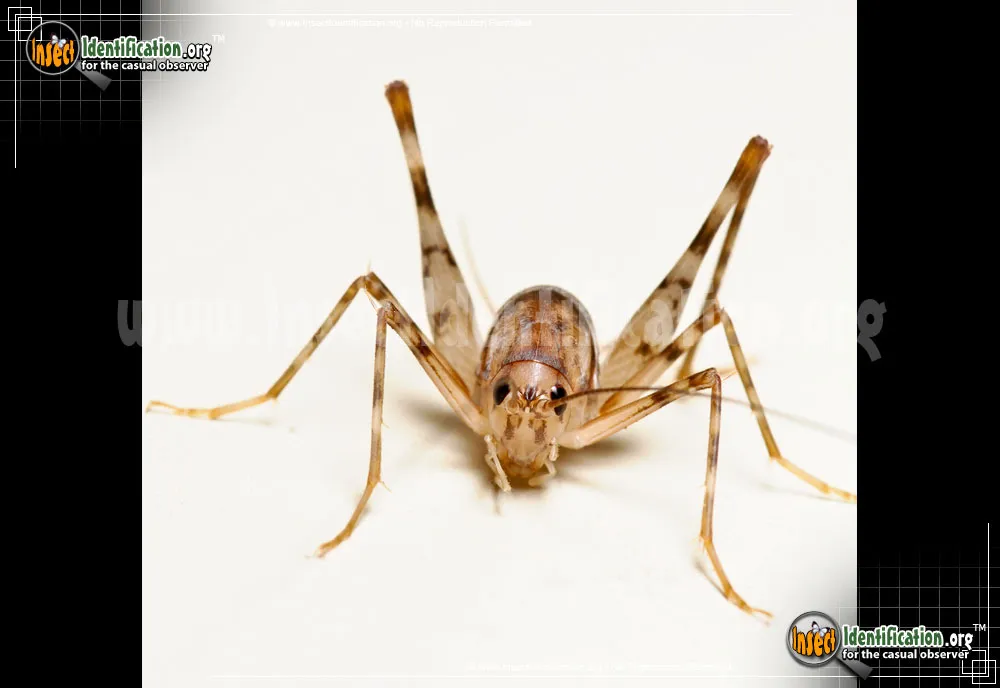 Spotted Camel Cricket - photo 3