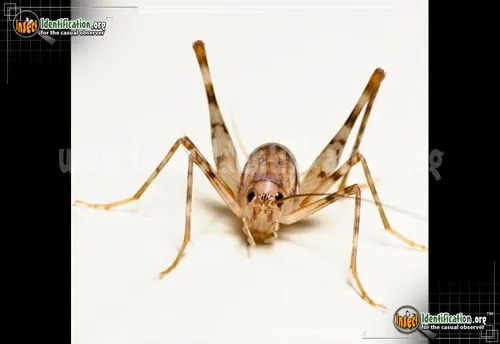 Spotted Camel Cricket - photo 4
