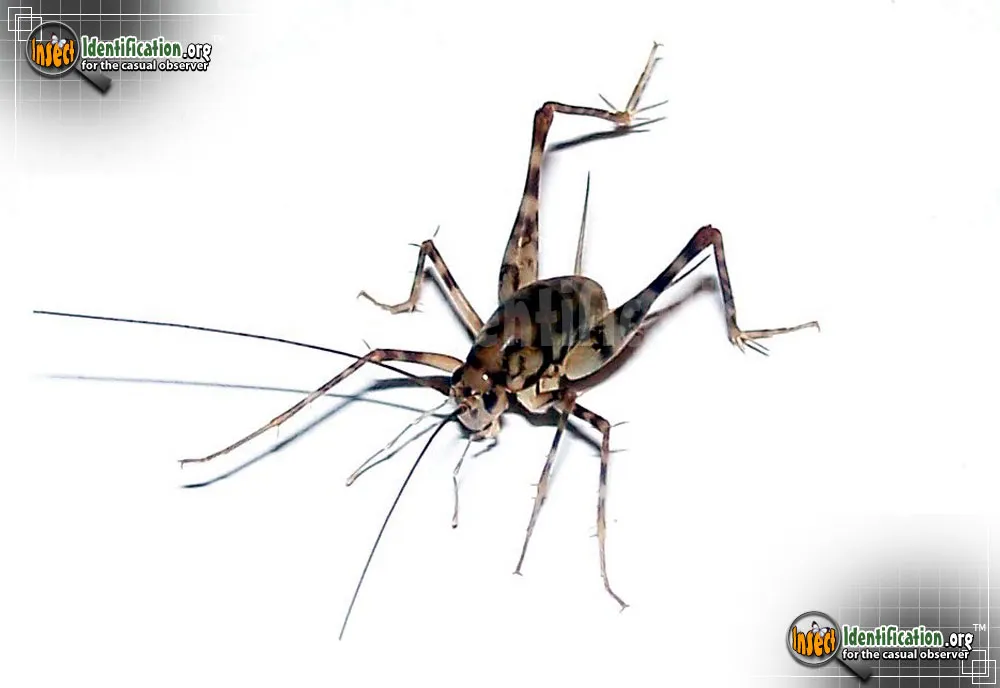 Spotted Camel Cricket - photo 5