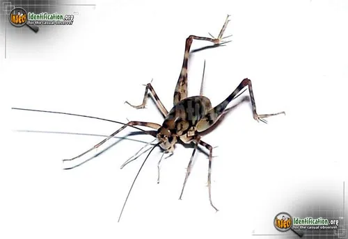 Spotted Camel Cricket - photo 6