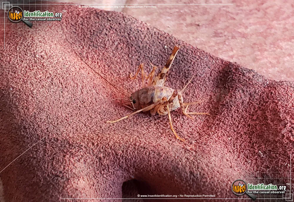 Spotted Camel Cricket - photo 7