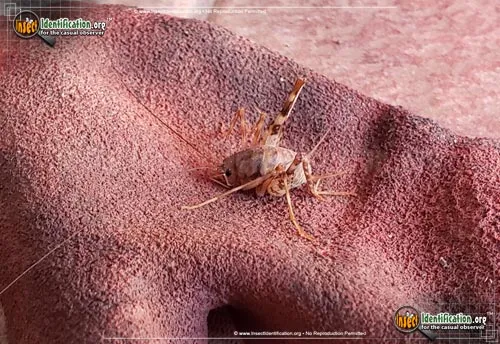 Spotted Camel Cricket - photo 8