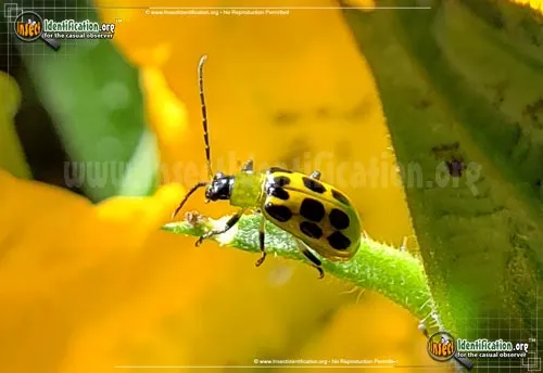 Spotted Cucumber Beetle - photo 2