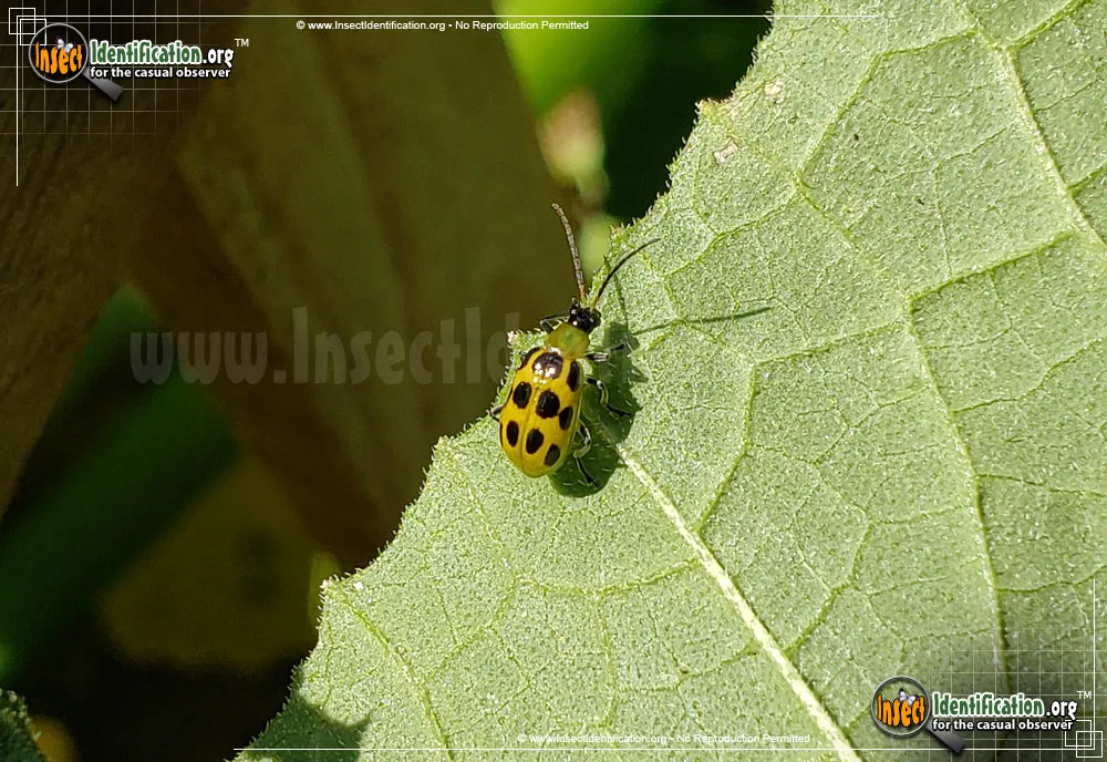 Spotted Cucumber Beetle - photo 3