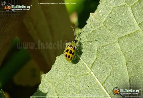 Spotted Cucumber Beetle - photo 4