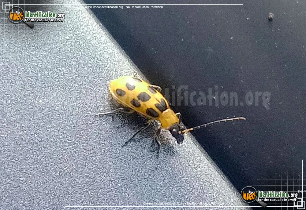 Spotted Cucumber Beetle - photo 5