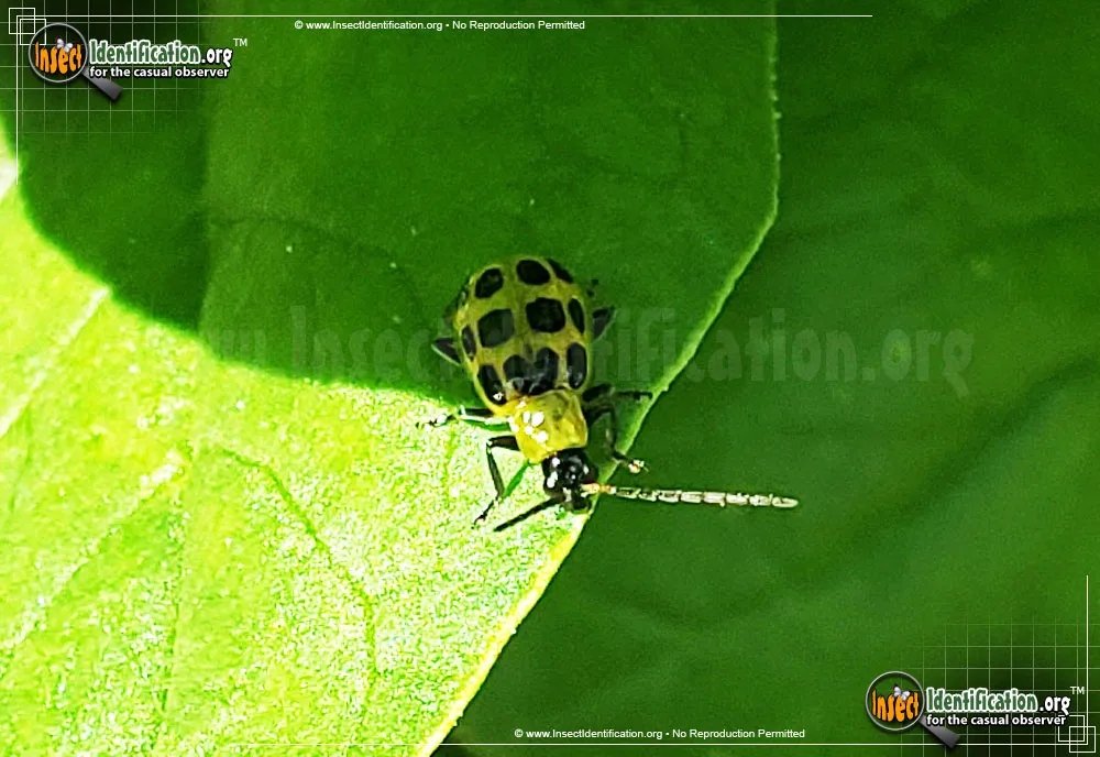 Spotted Cucumber Beetle - photo 7