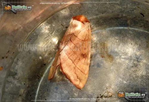 Spotted Datana Moth - photo 2