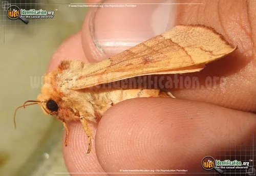 Spotted Datana Moth - photo 4