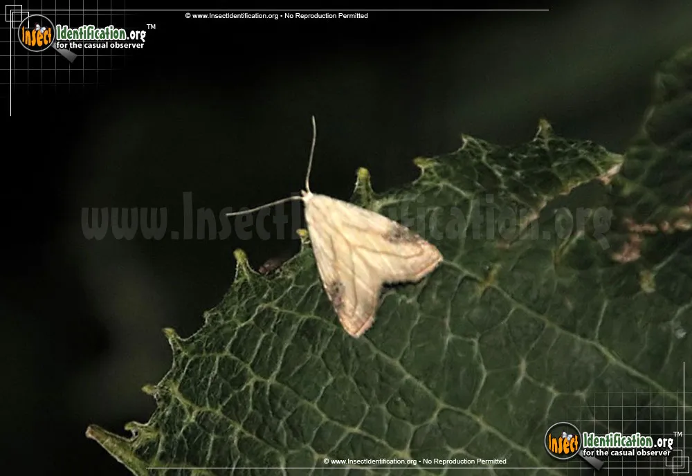 Spotted Grass Moth