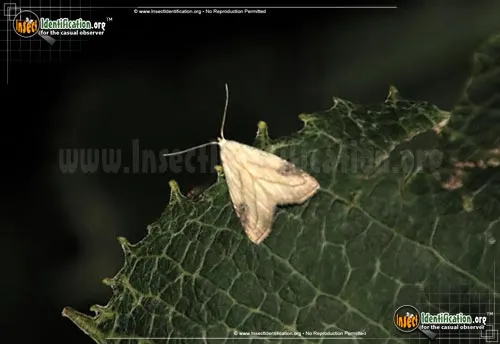 Spotted Grass Moth - photo 2