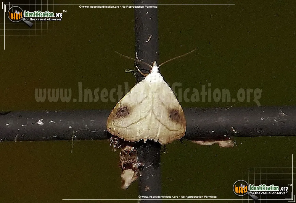 Spotted Grass Moth - photo 3