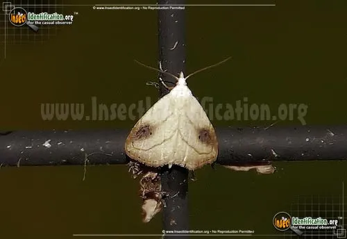 Spotted Grass Moth - photo 4