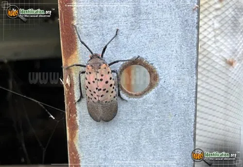 Spotted Lanternfly - photo 3