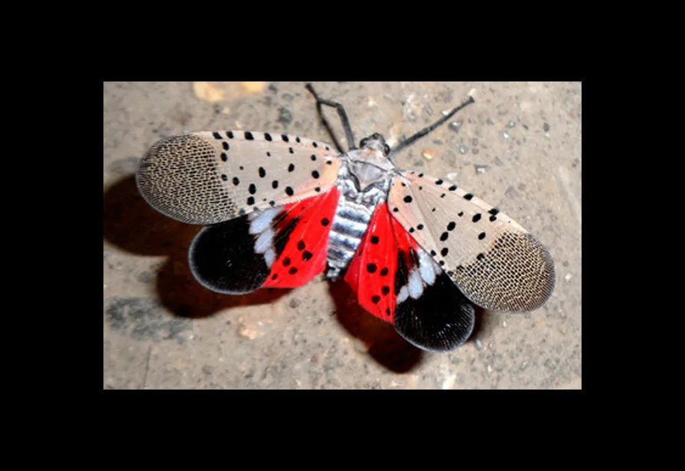 Spotted Lanternfly - photo 4