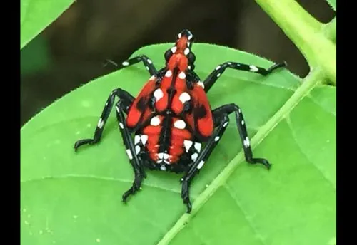Spotted Lanternfly - photo 5
