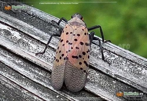 Spotted Lanternfly - photo 6