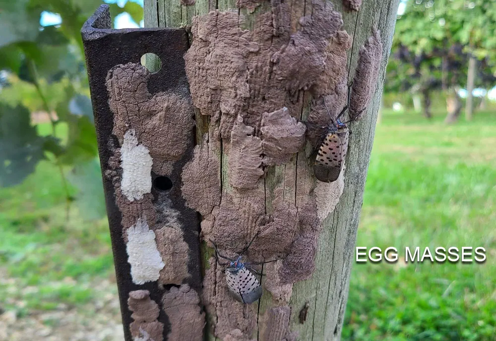 Spotted Lanternfly - photo 8