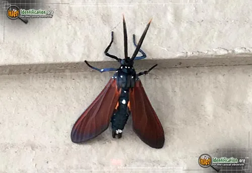 Spotted Oleander Caterpillar Moth - photo 2
