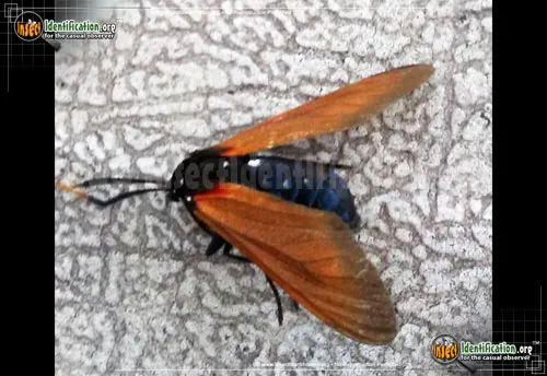 Spotted Oleander Caterpillar Moth - photo 4
