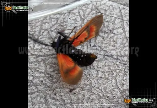 Spotted Oleander Caterpillar Moth - photo 6