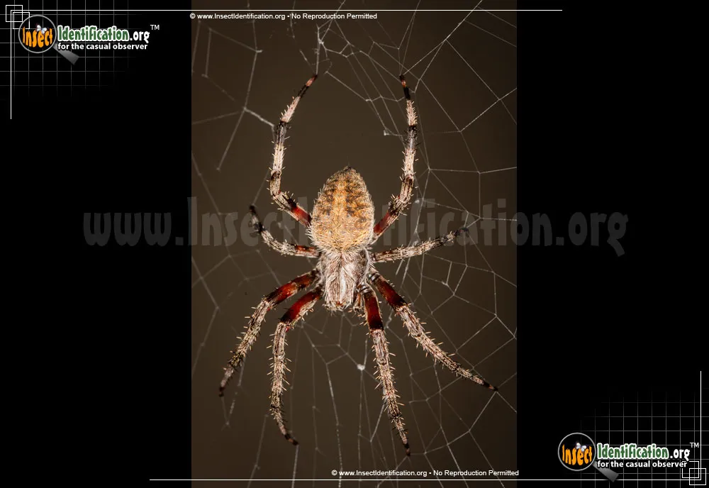 Spotted Orbweaver