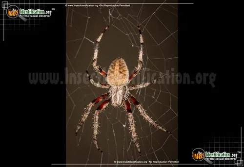 Spotted Orbweaver - photo 2