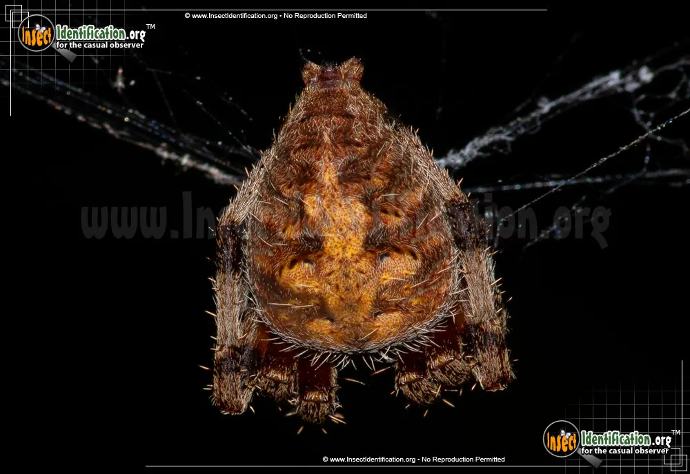 Spotted Orbweaver - photo 3
