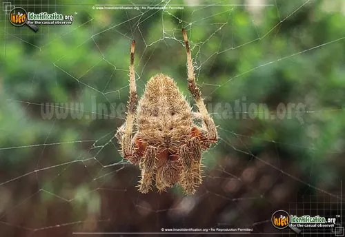 Spotted Orbweaver - photo 6