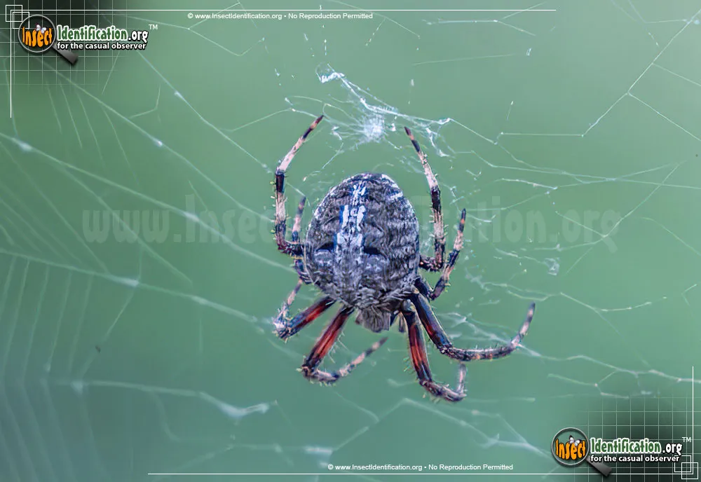 Spotted Orbweaver - photo 7