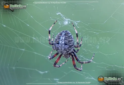Spotted Orbweaver - photo 8