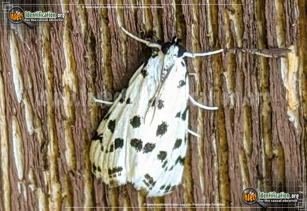 Spotted Peppergrass Moth - Eustixia pupula